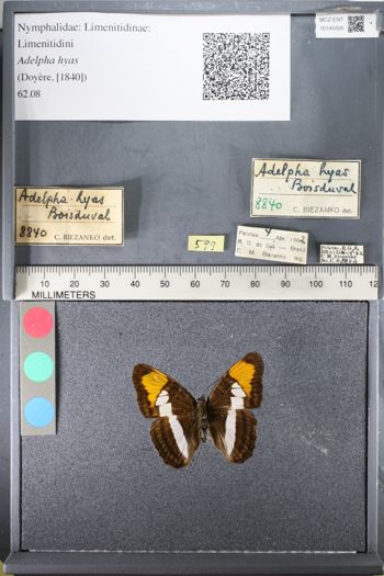 Media type: image;   Entomology 145505